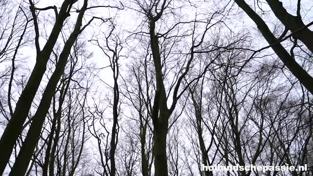 Screenshot uit Jentina heeft een geile verrassing