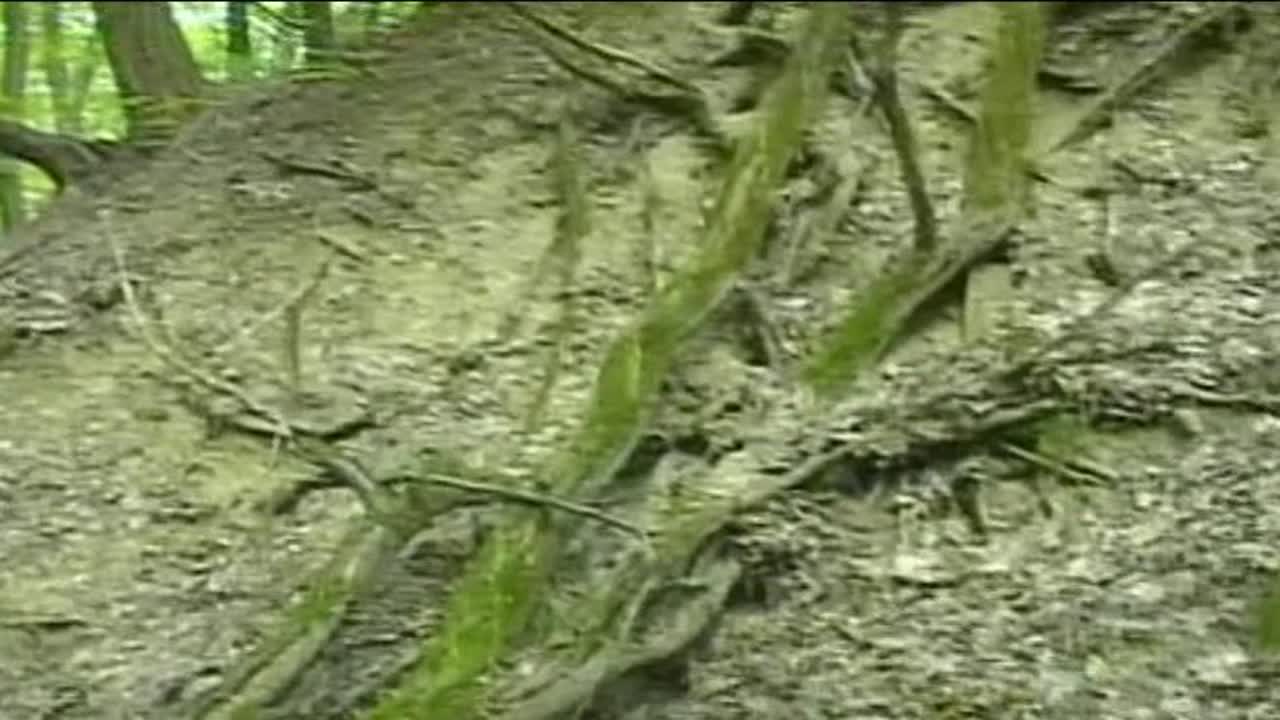 Tales of the Forest 5
