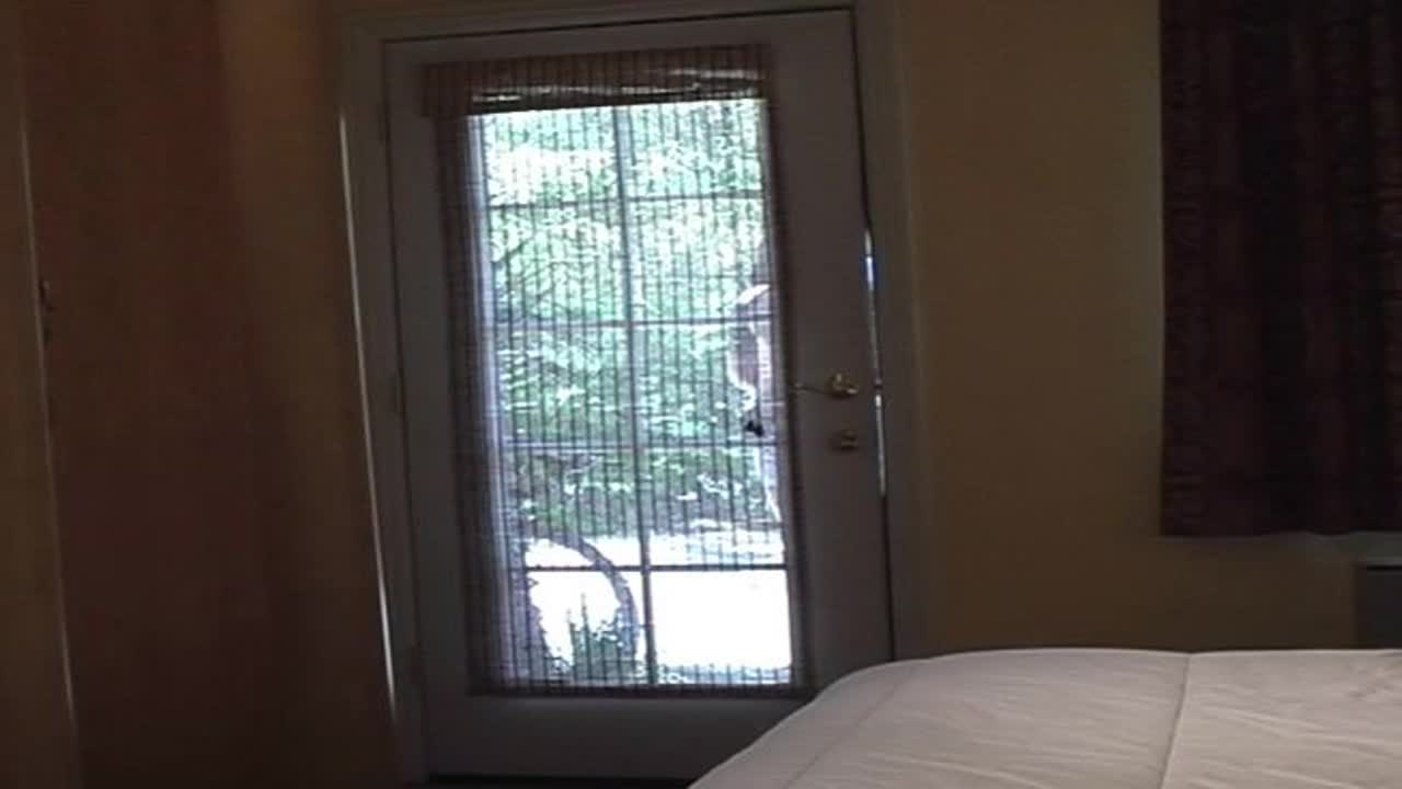 Night Shayde Leashed 1