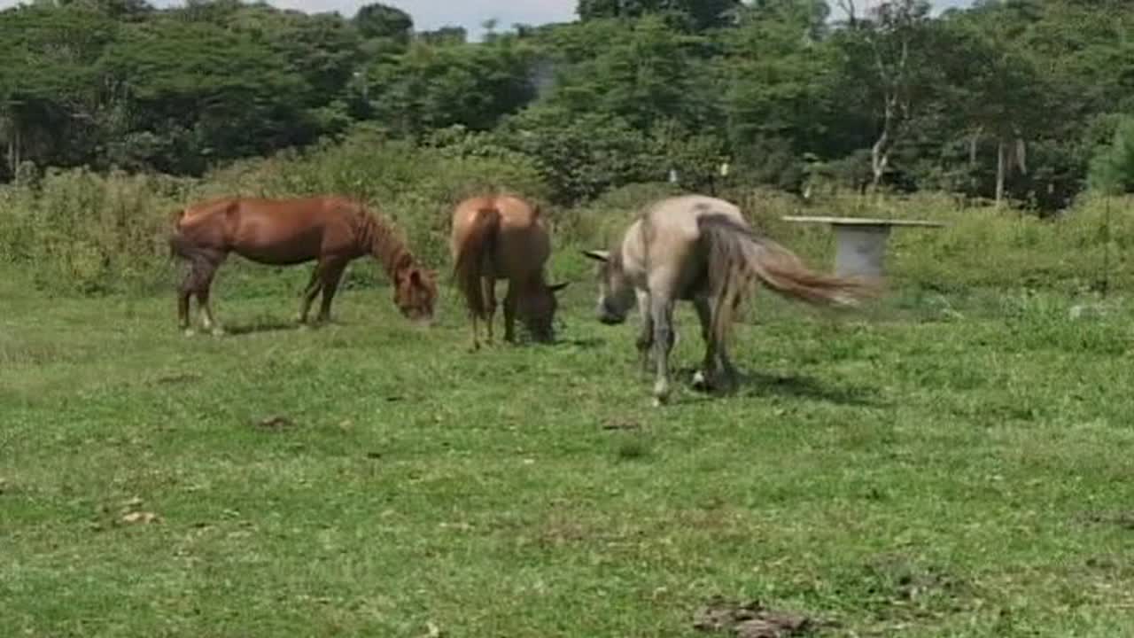 Dude Ranch Studs Vol2 4