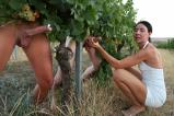 Public cumming at a vineyard scene photo 4