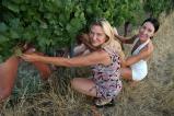 Public cumming at a vineyard scene photo 7